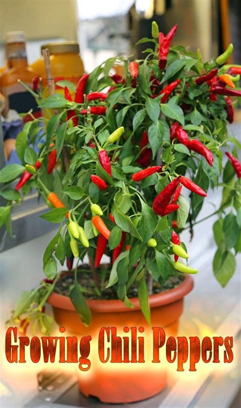 Check spelling or type a new query. Hot Tips for Growing Chili Peppers at Home | Container ...