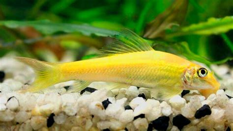 Beberapa nama ikan carnivora adalah betutu, ikan gabus, oskar, belut sawah, sidat, arwana, kerapu, kakap merah, kakap putih, dan. Cara Mengatasi Kayu Aquascape Berlendir - IKANPEDIA