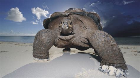 Turtle Animals Beach Sea J Wallpapers Hd Desktop And