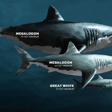 Megalodon (otodus megalodon), meaning big tooth, is an extinct species of shark that lived approximately 23 to 3.6 million years ago (mya), during the early miocene to the pliocene. Megalodon: The Prehistoric World's Worst Nightmare ...