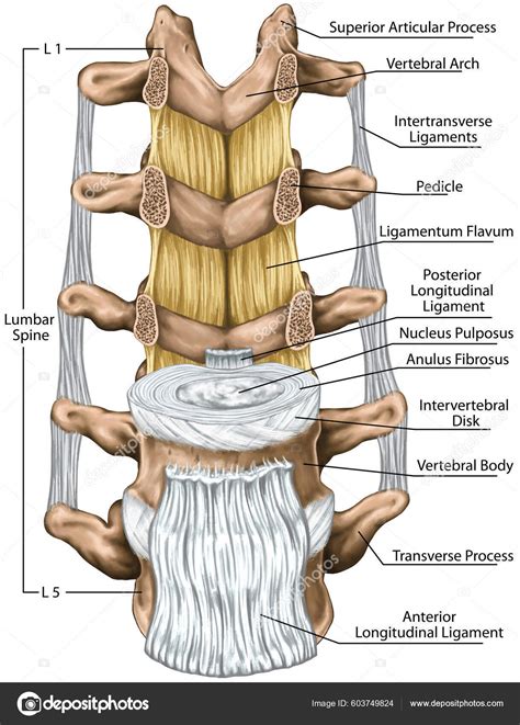 Ligaments Lumbar Spine Structure Ligaments Surrounding Lumbar Spine