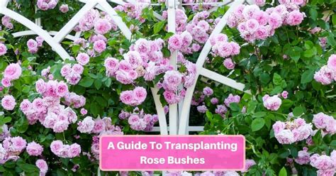 A Guide To Transplanting Rose Bushes Yards Improved