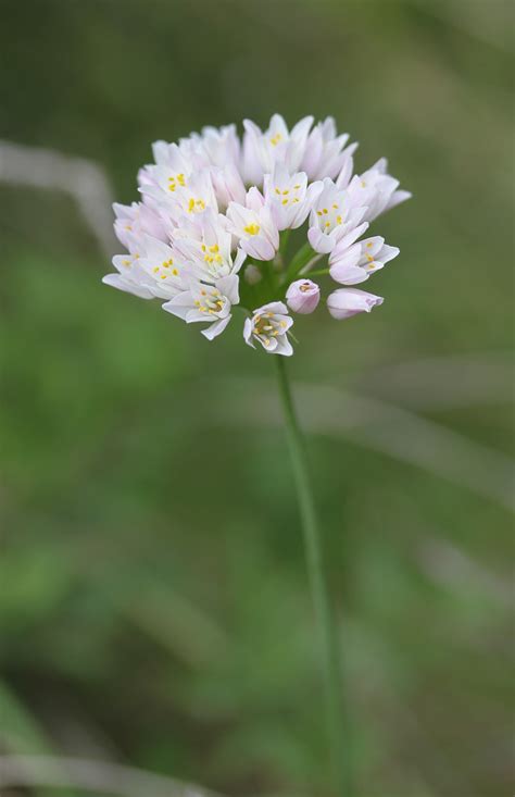 Ail Rose Allium Roseum Laridoprout Flickr