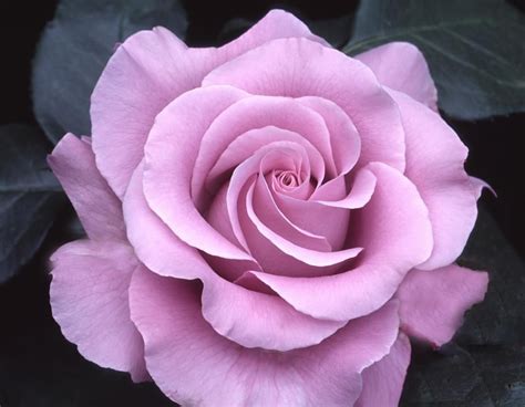 Neptune Hybrid Tea Rose ~ Rich Lavender Kissed Purple Hybrid Tea