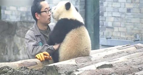 Must Watch Giant Panda Cub Human Dad Take Pictures Cbs News