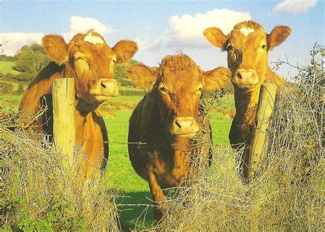 Cows Cown Tugas77 Flickr