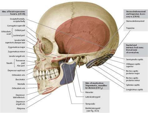 The upper side of the brain includes the frontal bone, the occipital, parietal and temporal bones and together they form. skull muscle insertion에 대한 이미지 검색결과 | Human skull anatomy ...