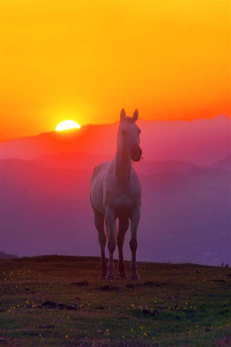 Horse At Sunset On Mountain Horses Beautiful Horses Pretty Horses
