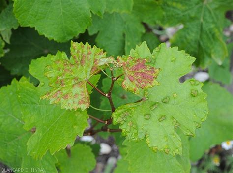 Vigijardin Erinose De La Vigne