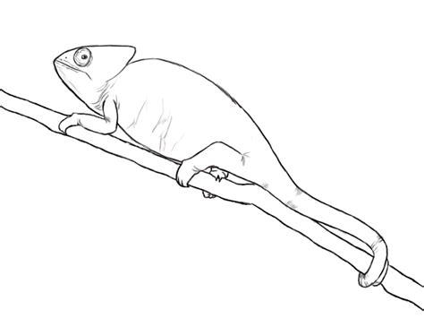 Chameleon Line Drawing at GetDrawings | Free download