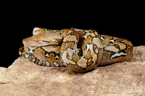 15 Cool Reticulated Python Morphs With Pictures - Family Life Share