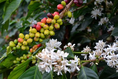 A coffee bean is a seed of the coffea plant and the source for coffee.it is the pip inside the red or purple fruit often referred to as a cherry. Coffee flowers and fruit - Latin American Coffee Academy