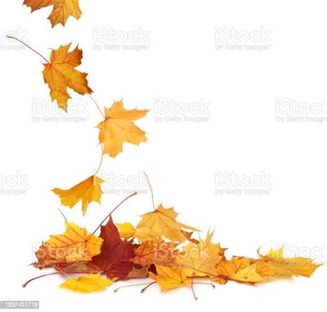 Pile Of Autumn Colored Leaves Isolated On White Backgrounda Heap Of