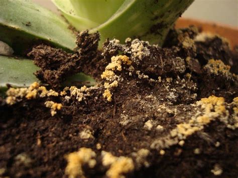 Fungus gnats lay eggs among the top layer of moist soil or plant media. weird fungus on my plants! | Explore ohsweetie's photos on ...
