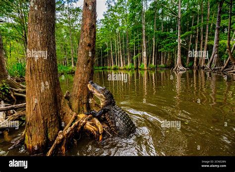 Alligators Swamp Near New Orleans Louisiana United States Of America