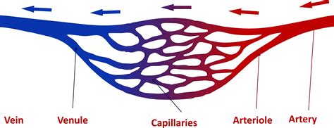 Arteries Veins And Capillaries Structure And Functions Biology Gambaran