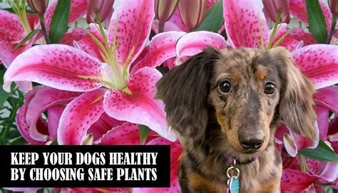 In san diego, dog urine actually fertilizes the plants. Dog Friendly Plants and Flowers | Florissa | Flowers ...