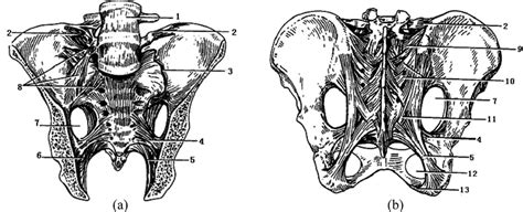 Sacroiliac Ligaments System A Anterior View Anterior Sacroiliac