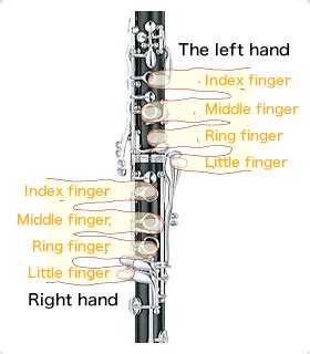 The Structure of the Clarinet：From C up to high G - Musical Instrument