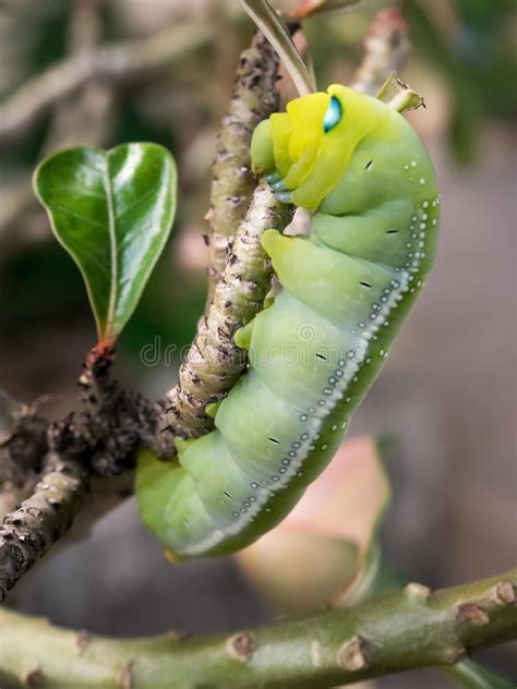 Posted by cakebatter at 9:25 am on june 27, 2015. Caterpillars Eat Desert Rose Leaves Stock Image - Image of ...