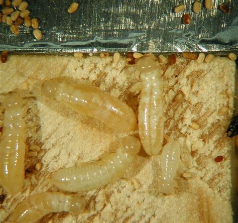 Drywood Termites Appearance And Treatment Pestseek