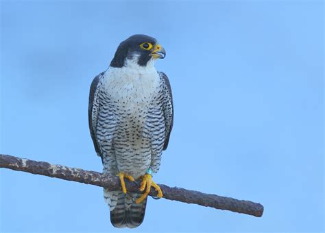 Maybe you would like to learn more about one of these? Peregrine Falcon: Haverhill male perched on rebar ...