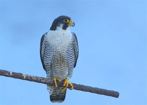 Genetics suggest the peregrine falcon is more closely related to the parrot than any other known species of raptor. Peregrine Falcon: Haverhill male perched on rebar ...