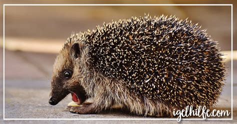 Auch kann der im garten lebende igel husten. Igel hustet im Garten, was tun?