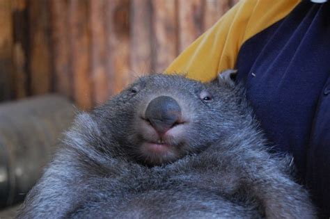 World Wombat Day 17 Facts About Wombats You Probably Never Knew