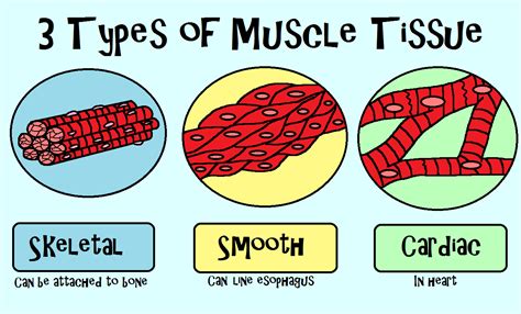 It is the weakest type of muscle but has an essential role in 11. Week 3. No bones about it; your bones can't do much ...