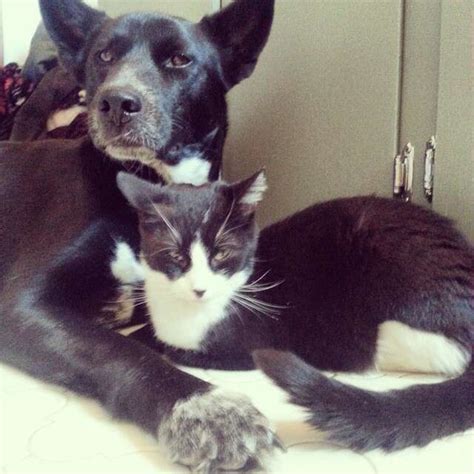 16 Cats And Dogs Who Look Like They Could Be Siblings The Dodo