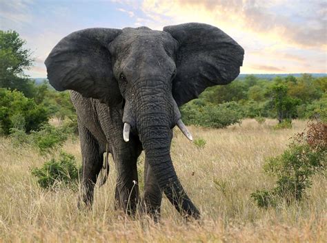 Afrikanischer Elefant Foto And Bild Tiere Wildlife Säugetiere Bilder Auf Fotocommunity