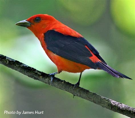 Scarlet Tanager State Of Tennessee Wildlife Resources Agency