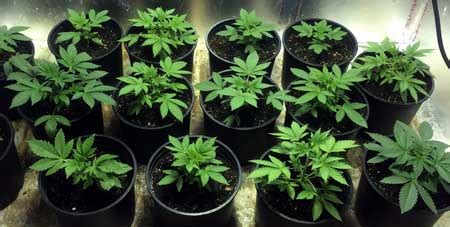 Check spelling or type a new query. Which Nutrients Are Best For Your Cannabis Setup? (with ...