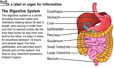 Digestive System Main Organs