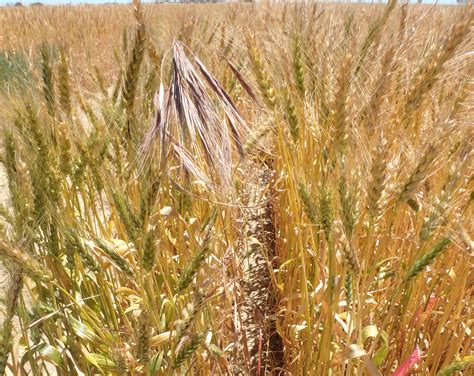 Brome Grass Comes Under Researchers Spotlight Australasian Farmers