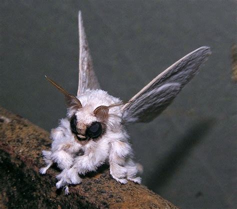 Venezuelan poodle moth on wn network delivers the latest videos and editable pages for news & events, including entertainment, music, sports, science and more, sign up and share your playlists. VENEZUELAN POODLE MOTH photos - wallpapers | the fun bank
