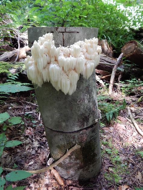 Growing lion's mane mushrooms at home has become more popular in recent years, with improved strains popping up all time while they might be a bit challenging for mushroom newbies, they're not the most difficult mushroom to grow, and you can have your own batch thriving in a few weeks. Lion's Mane: A new candidate for profitable forest ...