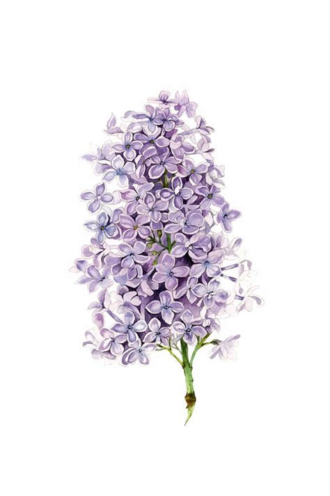 Watercolor Lilac Flower Wall Art Print Lilac Painting Print Flower