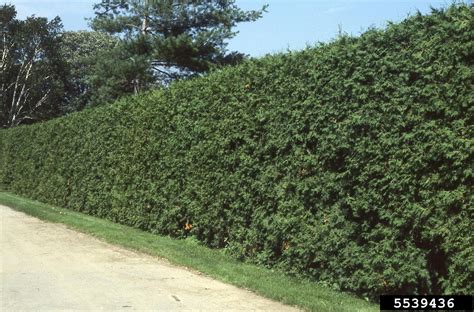 Cedar trees or hedges are an excellent investment in your property as your cedars (thuja) grow what are the best species of cedars to plant? northern white cedar, Thuja occidentalis (Pinales ...