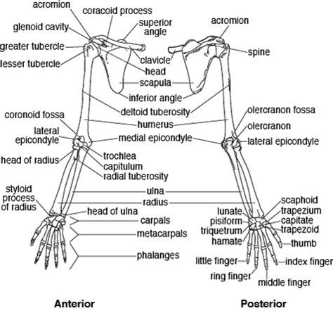 Image from http://www.cliffsnotes.com/assets/278051.png. | Upper limb