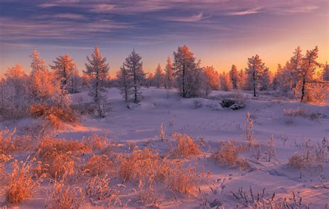 Wallpaper Winter Forest Clouds Light Snow Landscape Sunset
