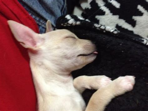 Adopters must submit a completed application to rescue. Italian Greyhound puppy dog for sale in Westerville, Ohio