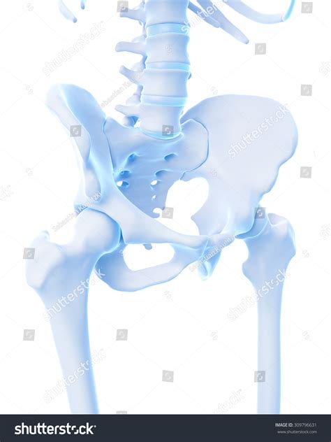 Medically Accurate Illustration Skeletal Hip Stock Illustration