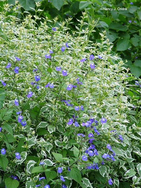 From classics to more unusual varieties. Plant Identification:SOLVED: Beautiful blue flowers ID needed.