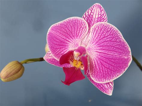 Fiore simile all'orchidea il prezzo si riferisce alla singola piantina. Phalaenopsis o Orchidea Falena: Consigli, Coltivazione e Cura