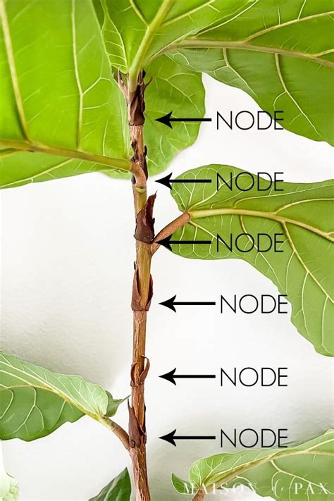 How To Propagate Fiddle Leaf Fig Clippings Maison De Pax Fig Plant