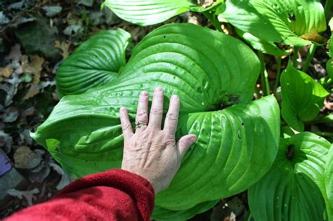 How To Grow Bigger Hostas Plant Instructions