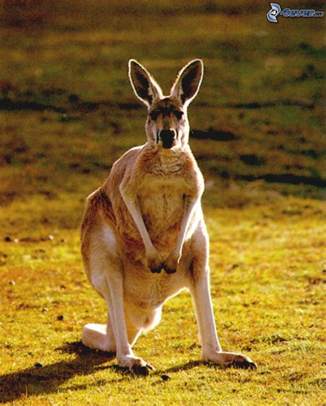 Känguru