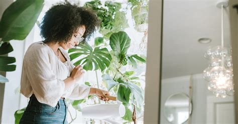 Indoor Plants 7 Statement Houseplants For Your Home And Office